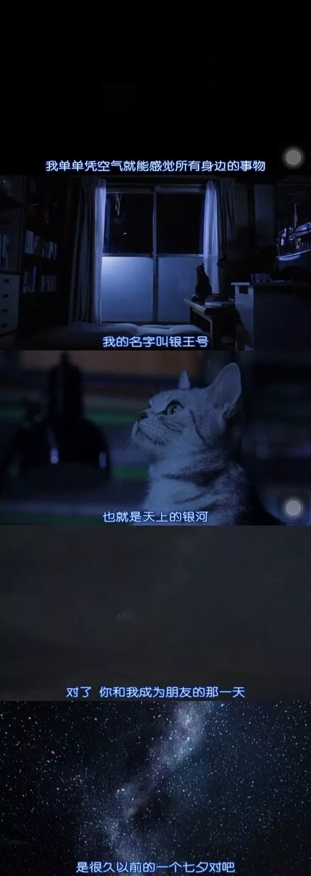 猫咪催泪电影|我们回家吧,银王号