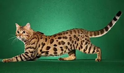 孟加拉豹猫温和而带有豹猫的野性美.